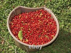 100% Jamaican Blue Mountain Coffee Beans Medium Roasted 10 / 1LBS Bags