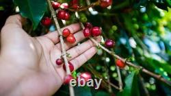 2lb/40lb Sumatra Specialty Grade Premium Unroasted Green Coffee Beans