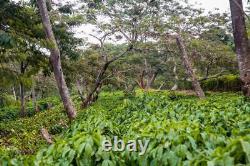 2lb/40lb Uganda AA Specialty Grade Premium Unroasted Green Coffee Beans