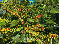 2lb/40lb Uganda AA Specialty Grade Premium Unroasted Green Coffee Beans