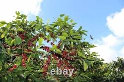 Ceylon Arabica Coffee Whole Beans Light/Medium/Dark Roasted