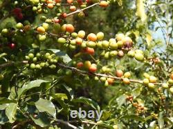 ETHIOPIA YIRGACHEFFE Premium Specialty Coffee Unroasted Green Beans Roaster