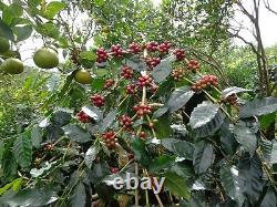 Lavanta Coffee Costa Rica SHB EP Arabica Green or Roasted Coffee