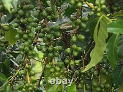 Lavanta Coffee Decaf Brazil Arabica Green or Roasted Coffee