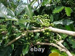 Lavanta Coffee Indian Monsooned Malabar AA Green or Roasted Coffee