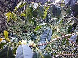 Lavanta Coffee Indonesia Sulawesi Kalossie Arabica Green or Roasted Coffee