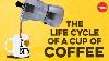 The Life Cycle Of A Cup Of Coffee A J Jacobs